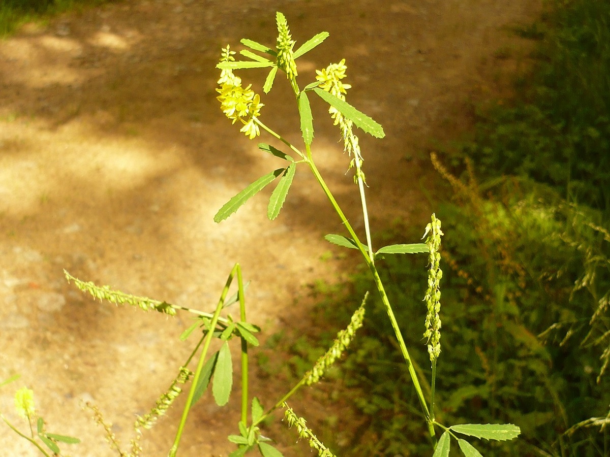 Trigonella altissima (Fabaceae)